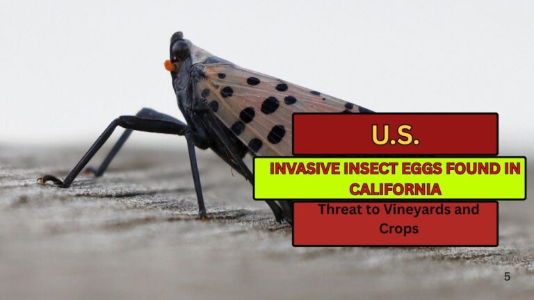 Invasive Insect Eggs Found in California