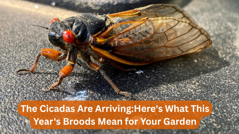 The Cicadas Are Arriving:Here's What This Year's Broods Mean for Your Garden