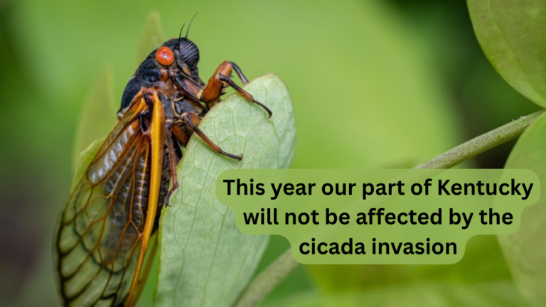 This year our part of Kentucky will not be affected by the cicada invasion