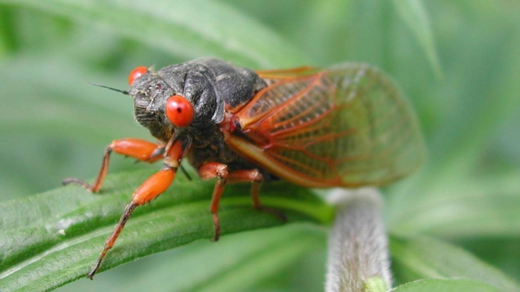 This year our part of Kentucky will not be affected by the cicada invasion