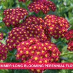 43 Summer-Long Blooming Perennial Flowers