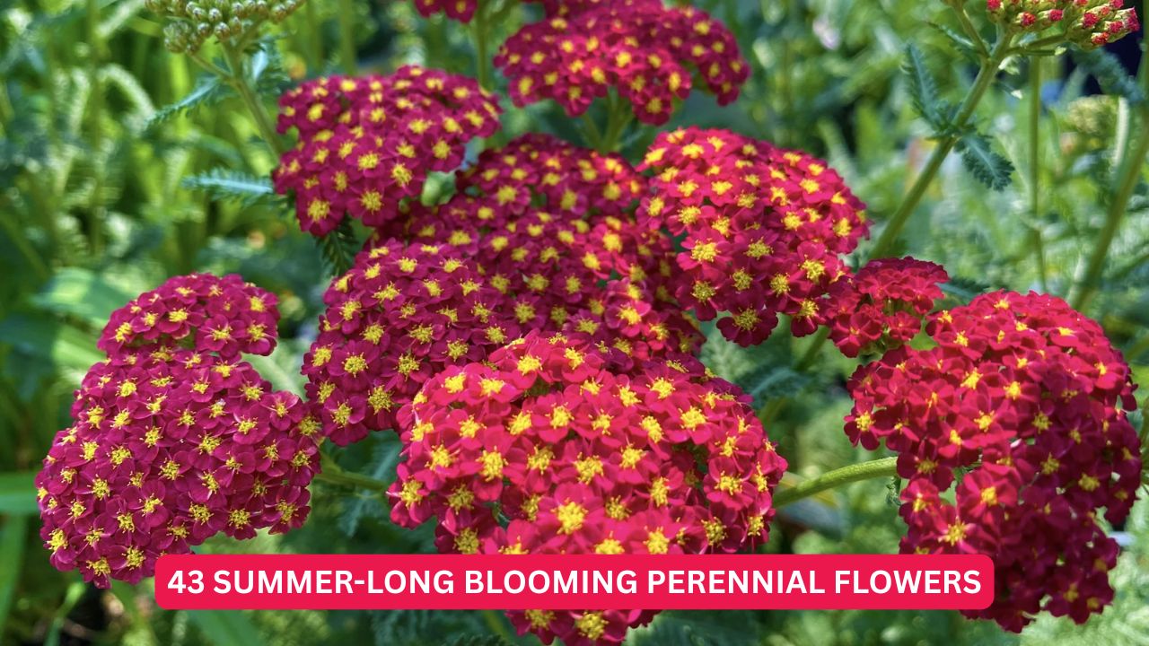43 Summer-Long Blooming Perennial Flowers