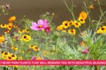 7 Must-Trim Plants That Will Reward You With Beautiful Blooms