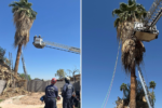 Shocking Incident: Tree Trimmer Pulled from Palm Tree in Critical Condition