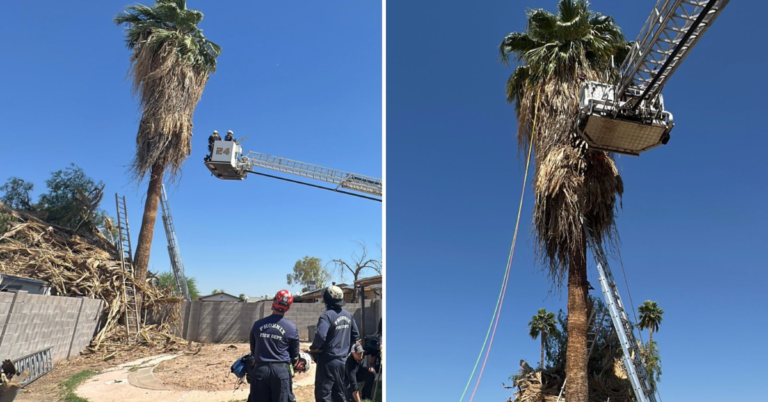 Shocking Incident: Tree Trimmer Pulled from Palm Tree in Critical Condition
