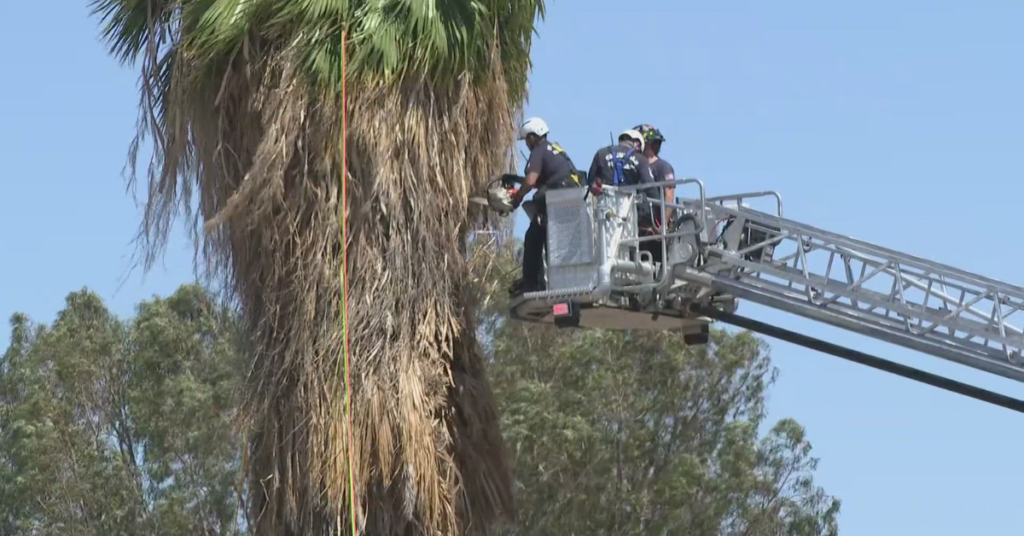 Shocking Incident: Tree Trimmer Pulled from Palm Tree in Critical Condition