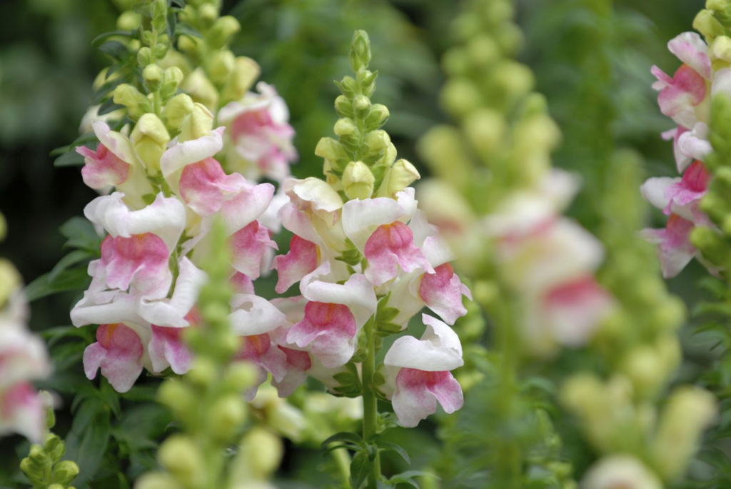 18 Beautiful Flowers That Bloom Even More the More You Snip Them