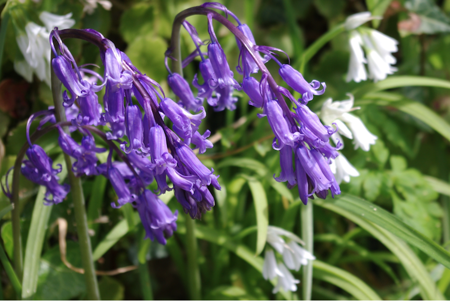20 Most Beautiful Blue Perennials to Grow in Your Garden!