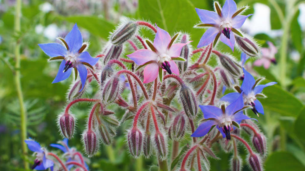 20 Most Beautiful Blue Perennials to Grow in Your Garden!