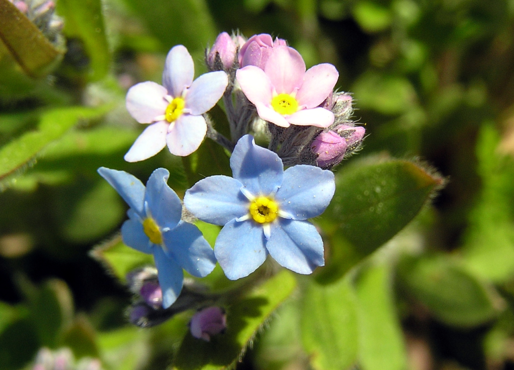 20 Most Beautiful Blue Perennials to Grow in Your Garden!