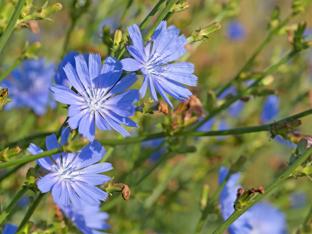 20 Most Beautiful Blue Perennials to Grow in Your Garden!