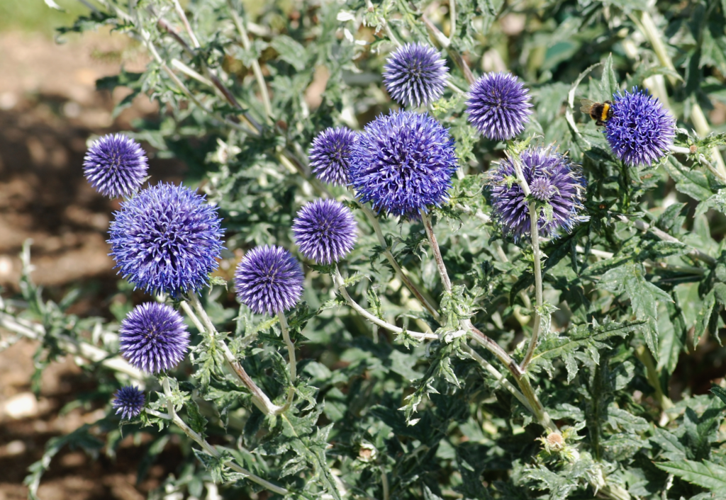 20 Most Beautiful Blue Perennials to Grow in Your Garden!
