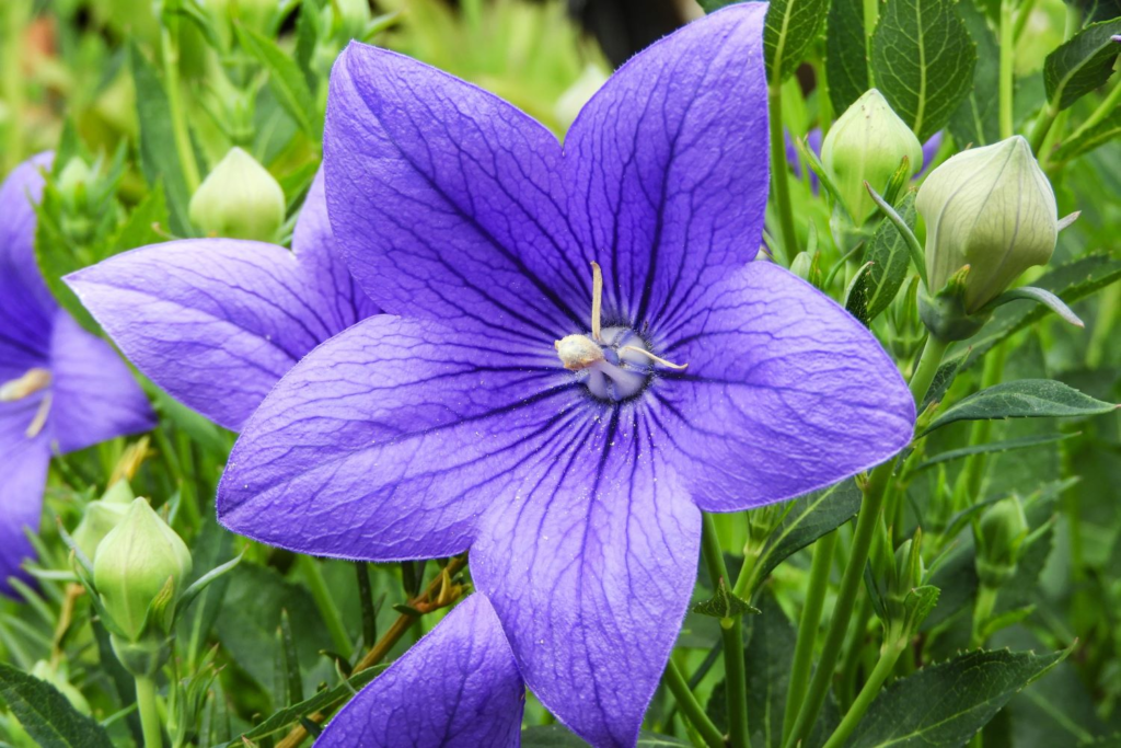 20 Most Beautiful Blue Perennials to Grow in Your Garden!