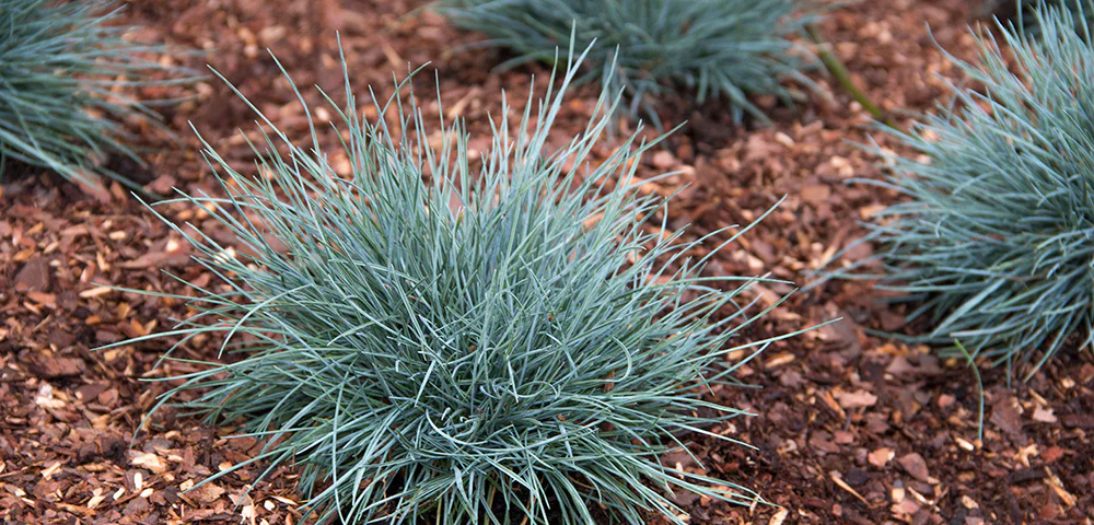 20 Most Beautiful Blue Perennials to Grow in Your Garden!
