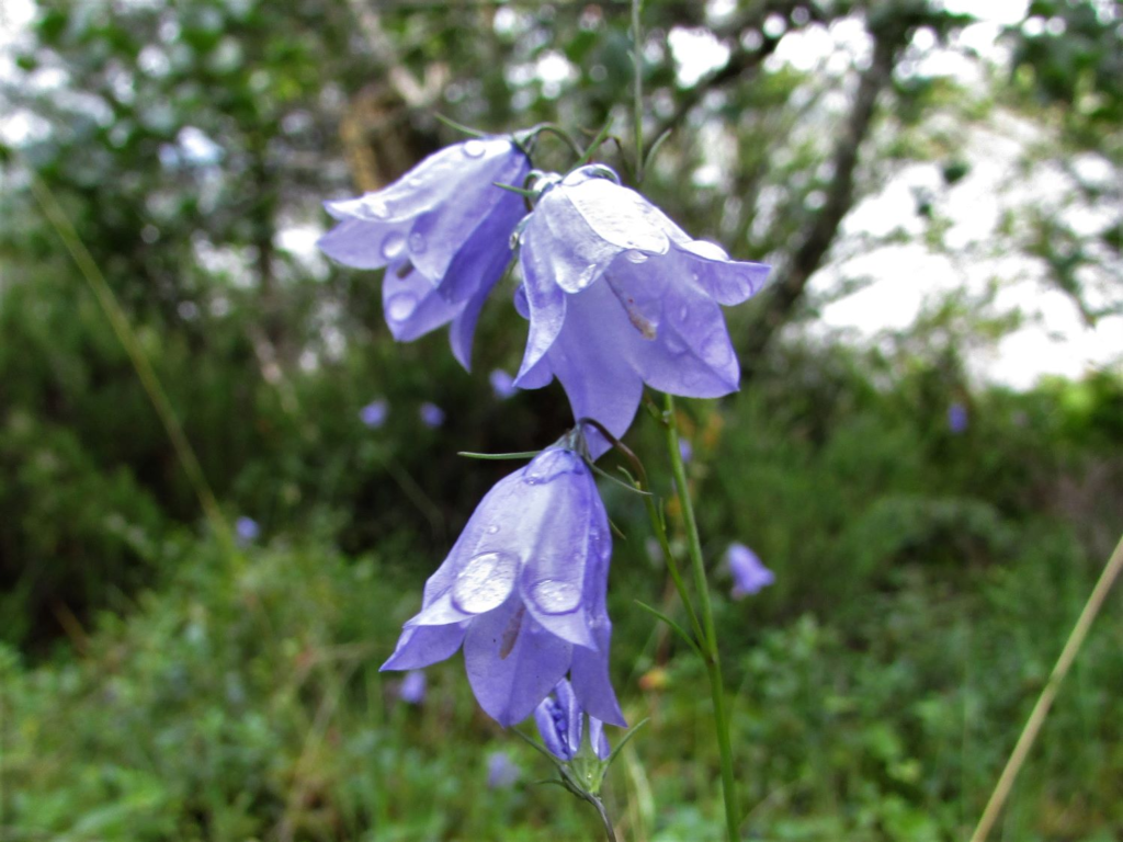 20 Most Beautiful Blue Perennials to Grow in Your Garden!