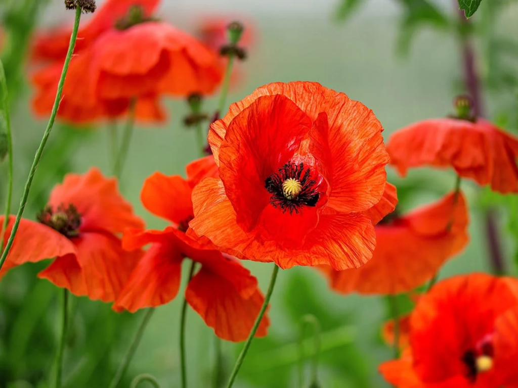 20 Most Beautiful Blue Perennials to Grow in Your Garden!
