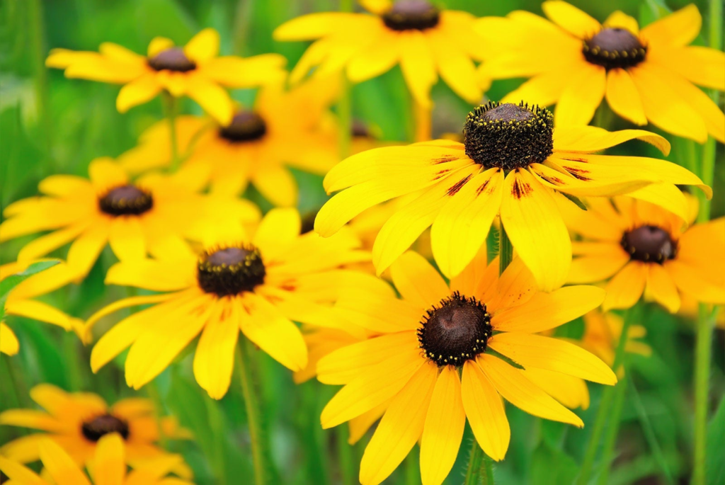 22 Flowering Perennials That Thrive on Neglect