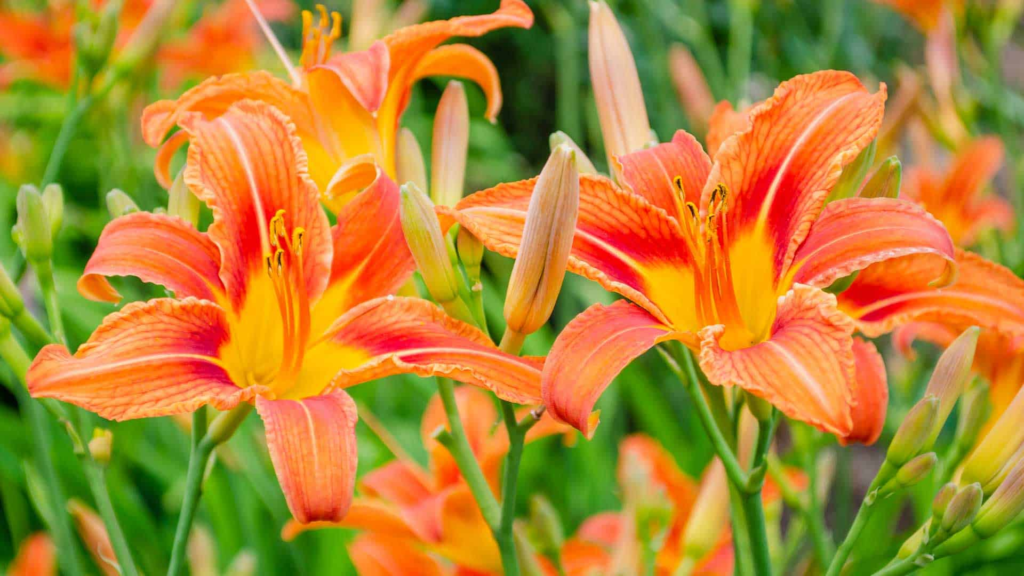 22 Flowering Perennials That Thrive on Neglect