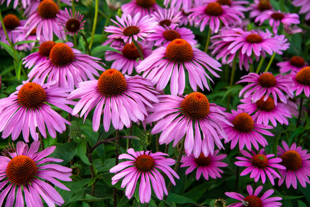22 Flowering Perennials That Thrive on Neglect