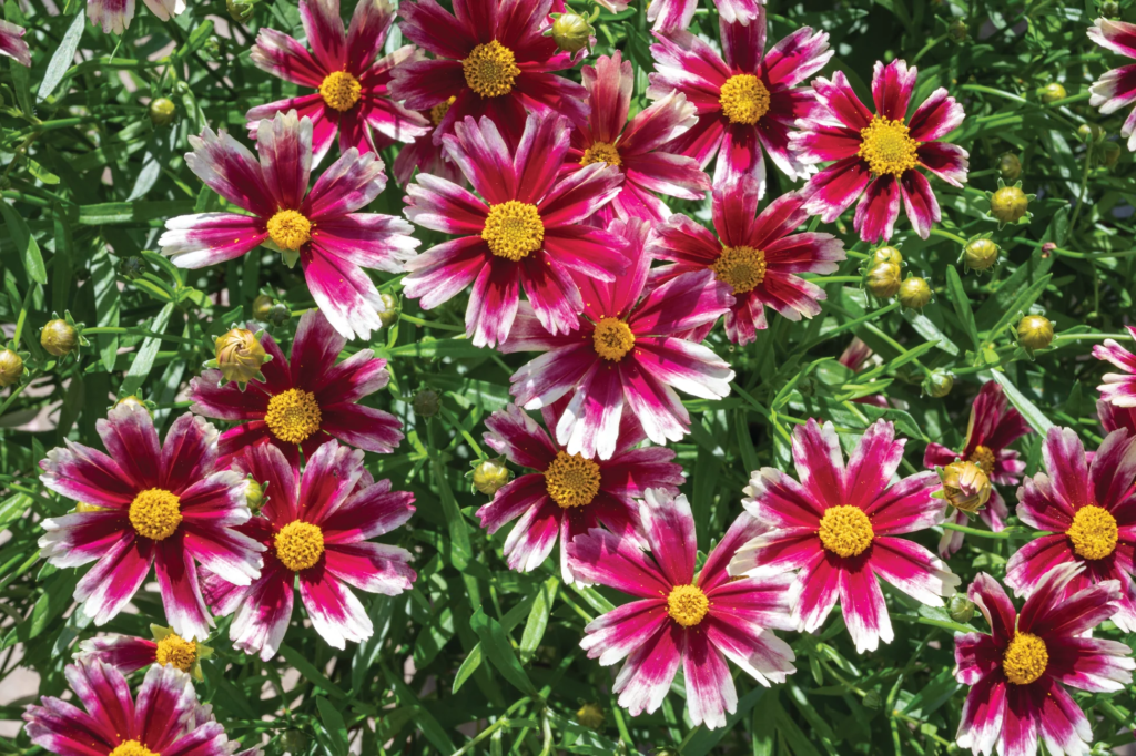 22 Flowering Perennials That Thrive on Neglect