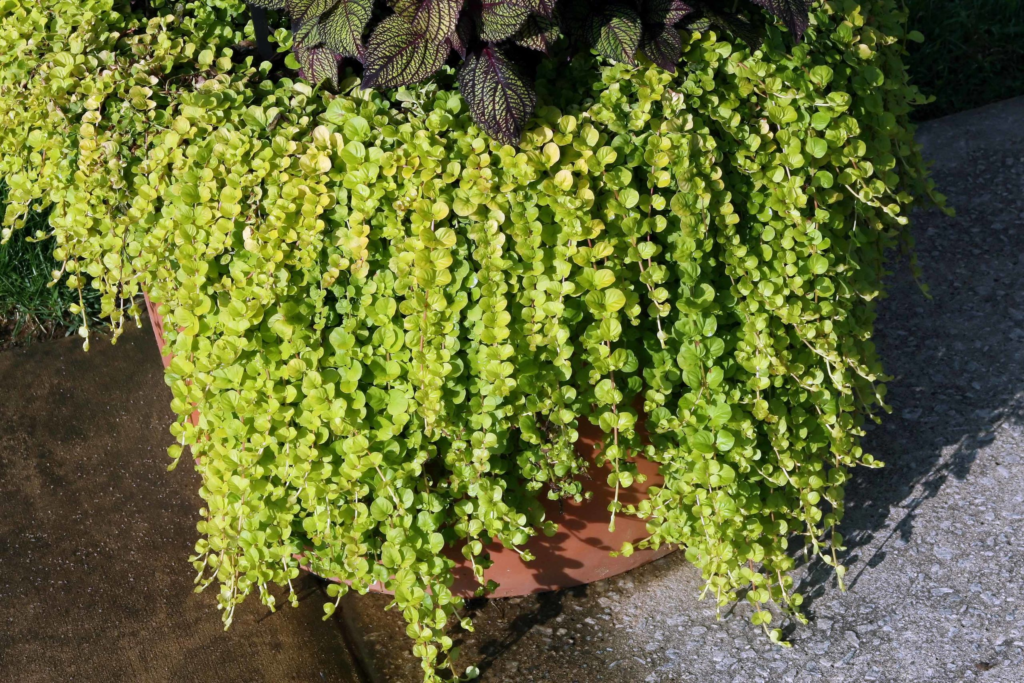 22 Flowering Perennials That Thrive on Neglect