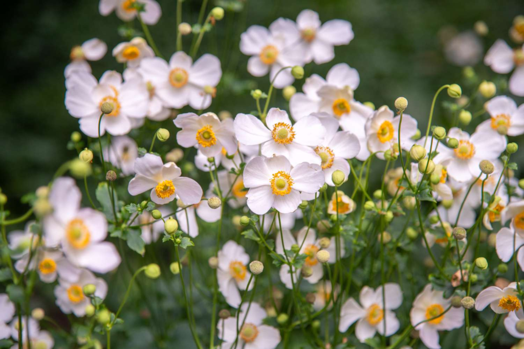 22 Flowering Perennials That Thrive on Neglect