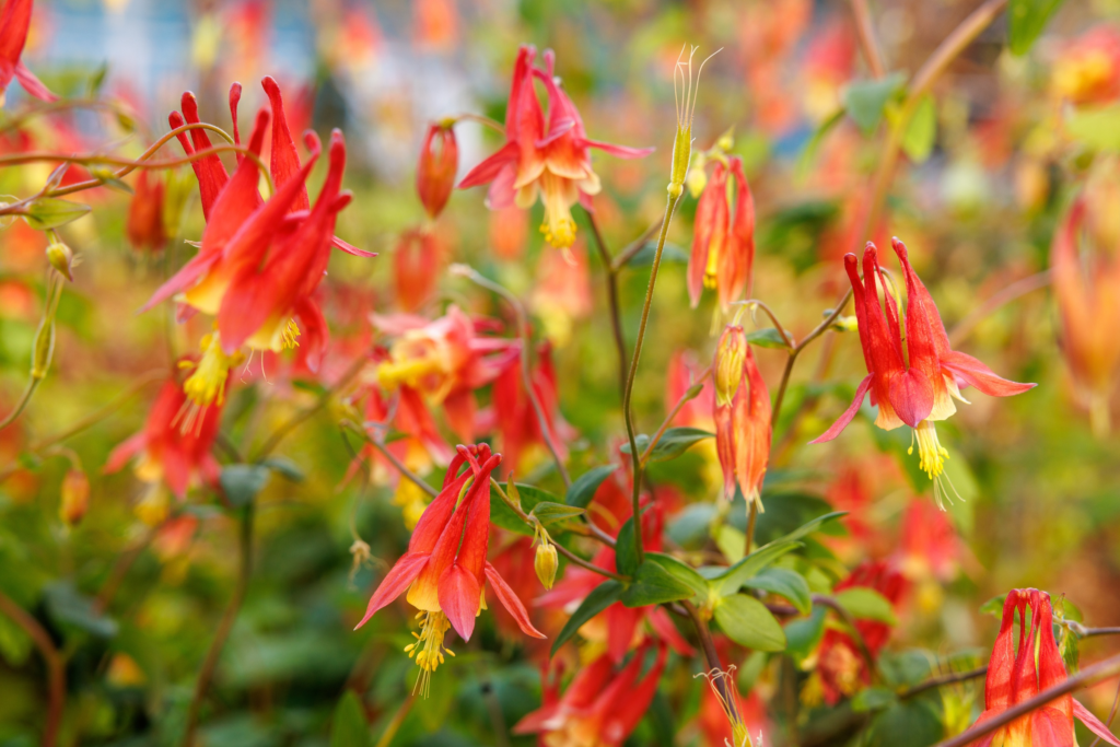22 Flowering Perennials That Thrive on Neglect