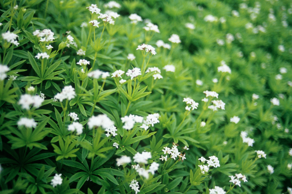 22 Flowering Perennials That Thrive on Neglect