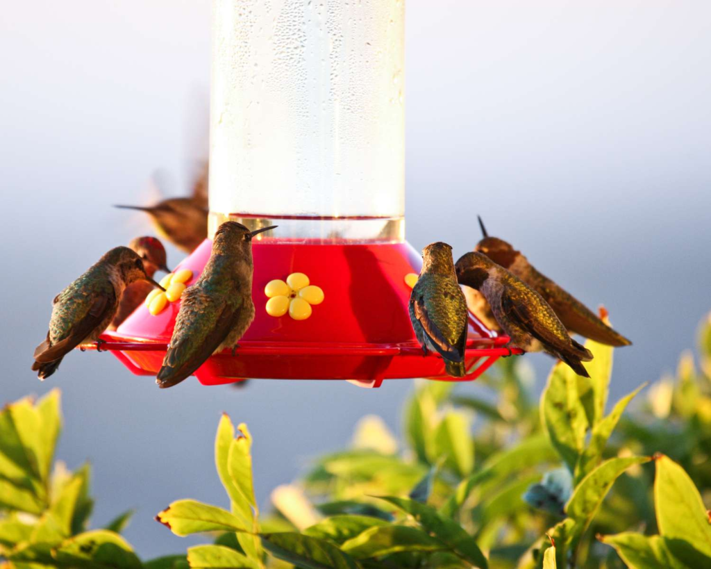 DIY Hummingbird Nectar: The Exact Ingredients & Steps You Need for a Bird-Friendly Mix!