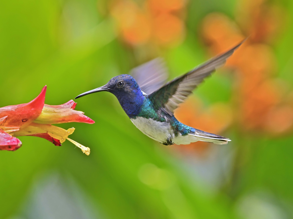 DIY Hummingbird Nectar: The Exact Ingredients & Steps You Need for a Bird-Friendly Mix