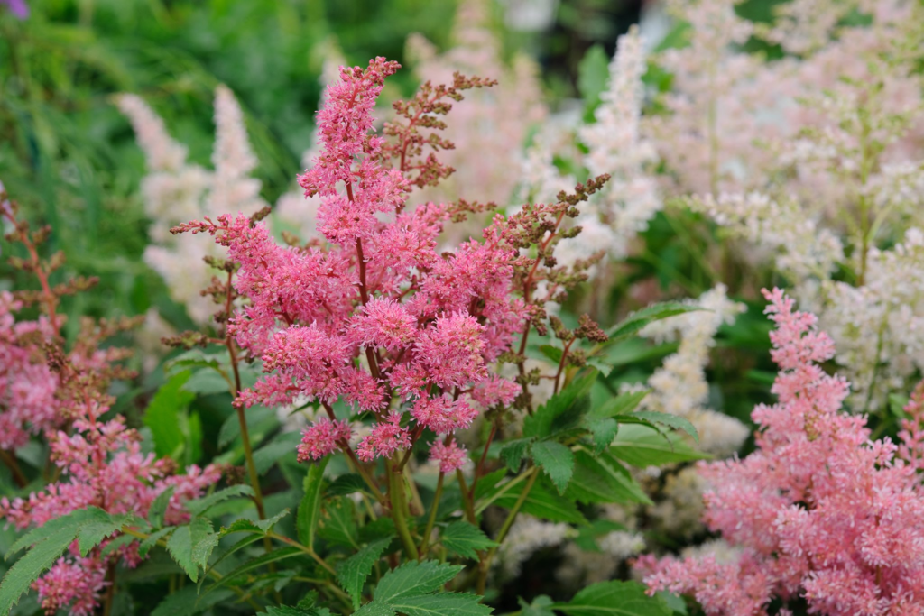 11 Beautiful Red Shade Perennials That Grow Bright Even in Low Light