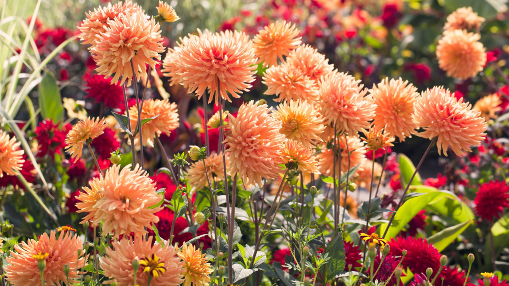 11 Beautiful Red Shade Perennials That Grow Bright Even in Low Light