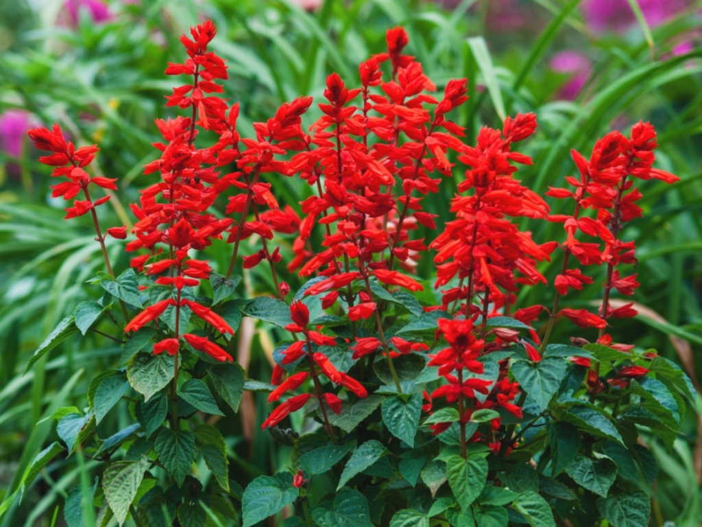 11 Beautiful Red Shade Perennials That Grow Bright Even in Low Light