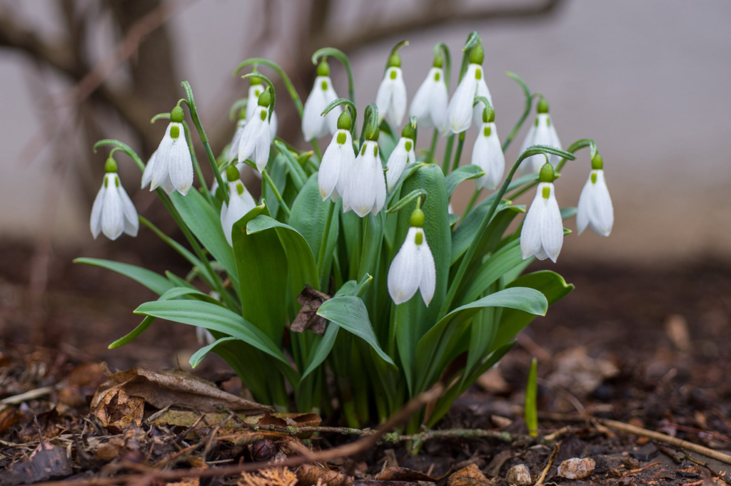 15 Easy Bulbs You Can Still Plant in May for Summer Color