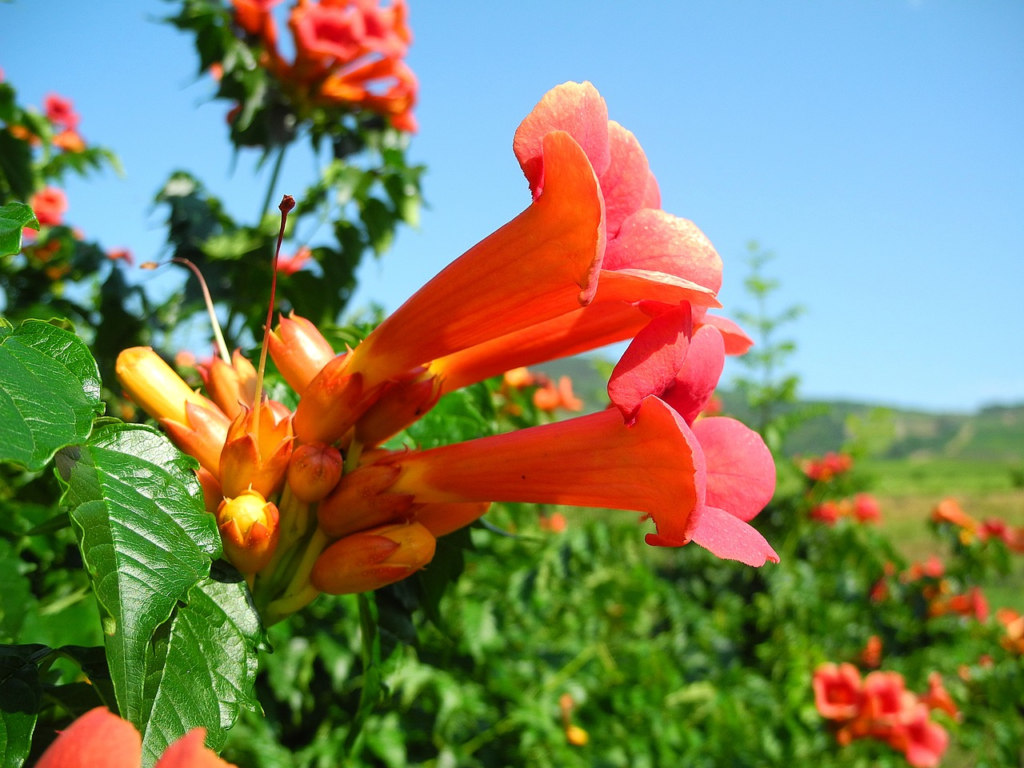tOP10 Red And Orange Flowers That Attract Hummingbirds To Your Yard