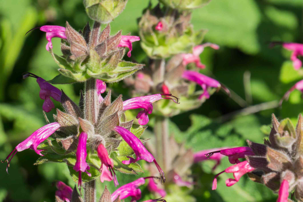 Top 10 Red and Orange Flowers that Attract Hummingbirds to Your Yard