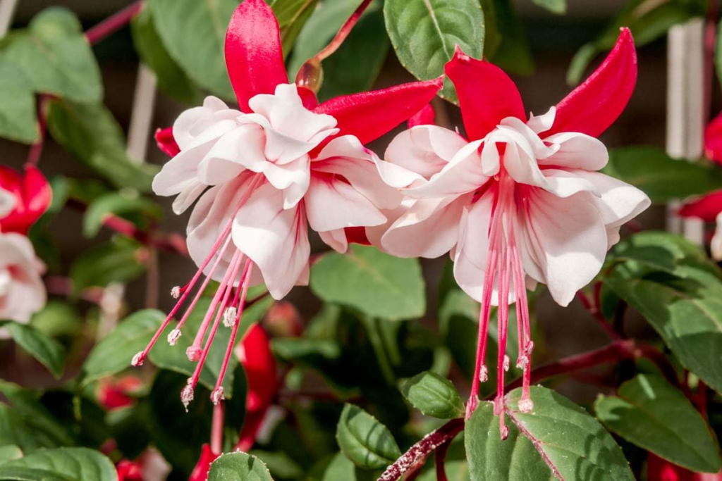 Top 10 Red and Orange Flowers that Attract Hummingbirds to Your Yard