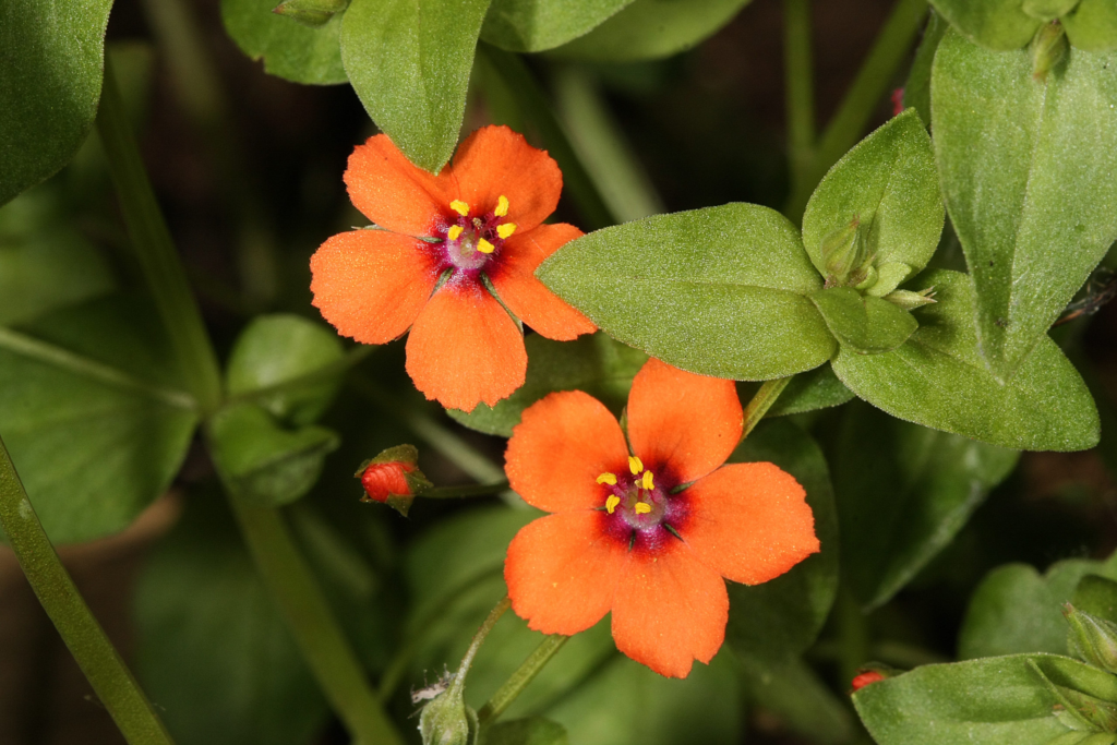 Top 10 Red and Orange Flowers that Attract Hummingbirds to Your Yard