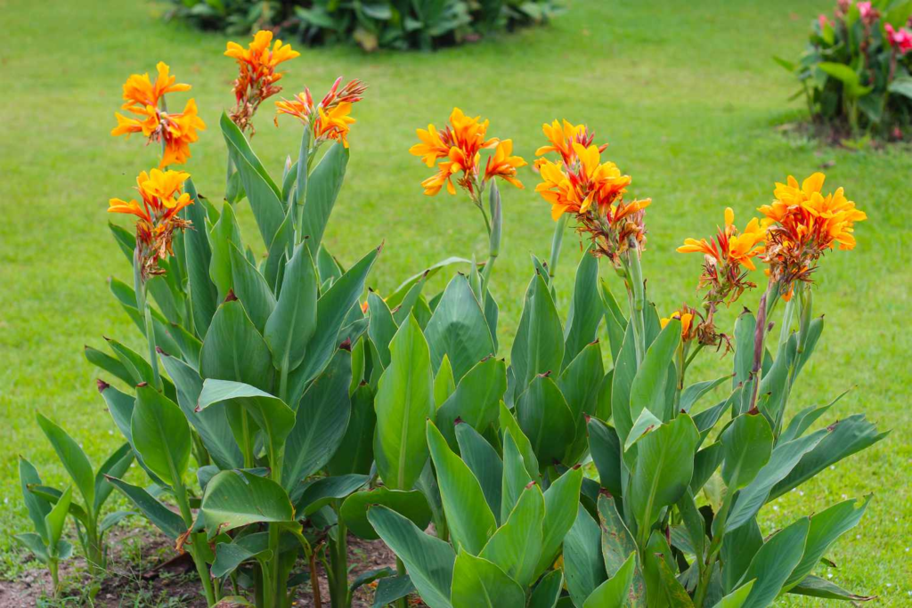Top 10 Red and Orange Flowers that Attract Hummingbirds to Your Yard