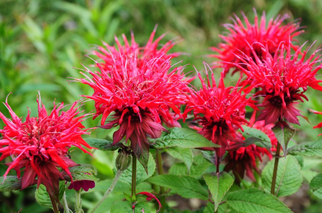 Top 10 Red and Orange Flowers that Attract Hummingbirds to Your Yard
