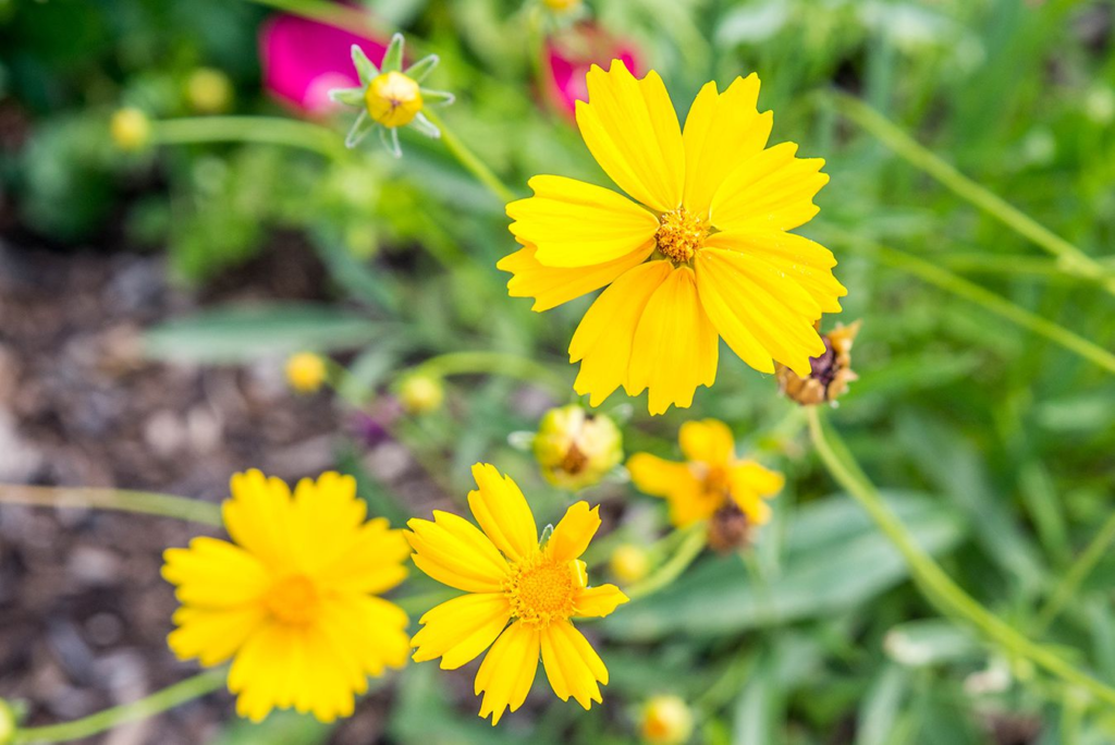 18 Beautiful Flowers That Bloom Even More the More You Snip Them