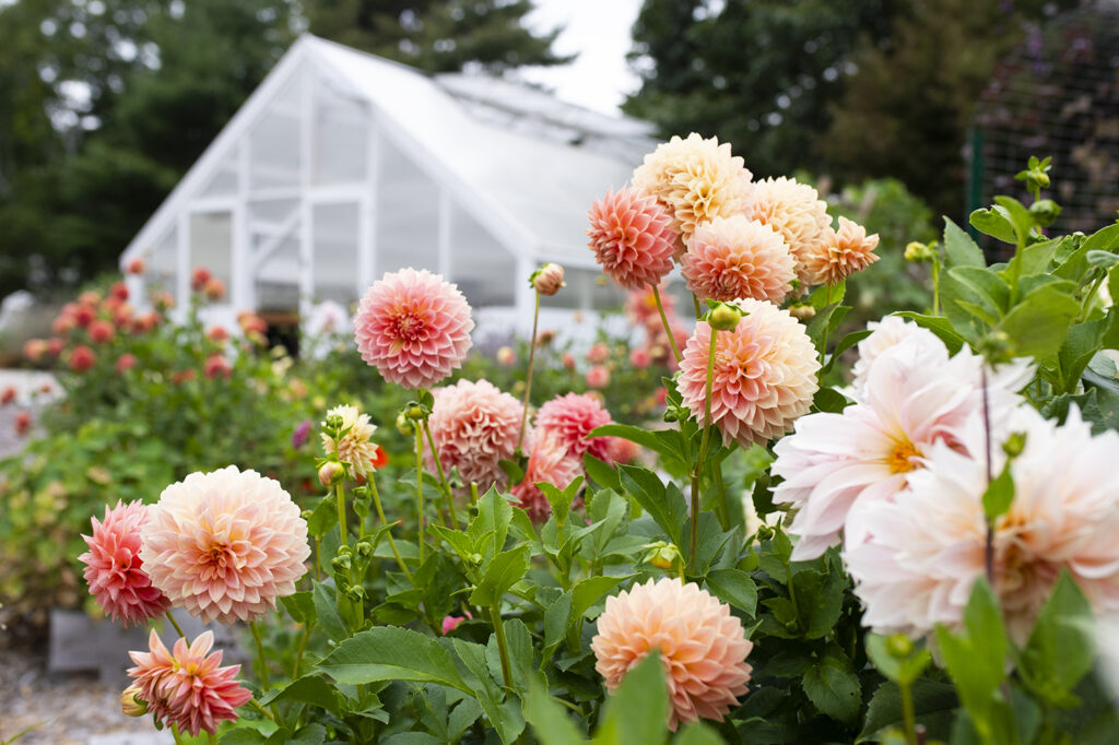 15 Beautiful Flowers You Should Plant in May to Enjoy Colorful Blooms All Summer!
