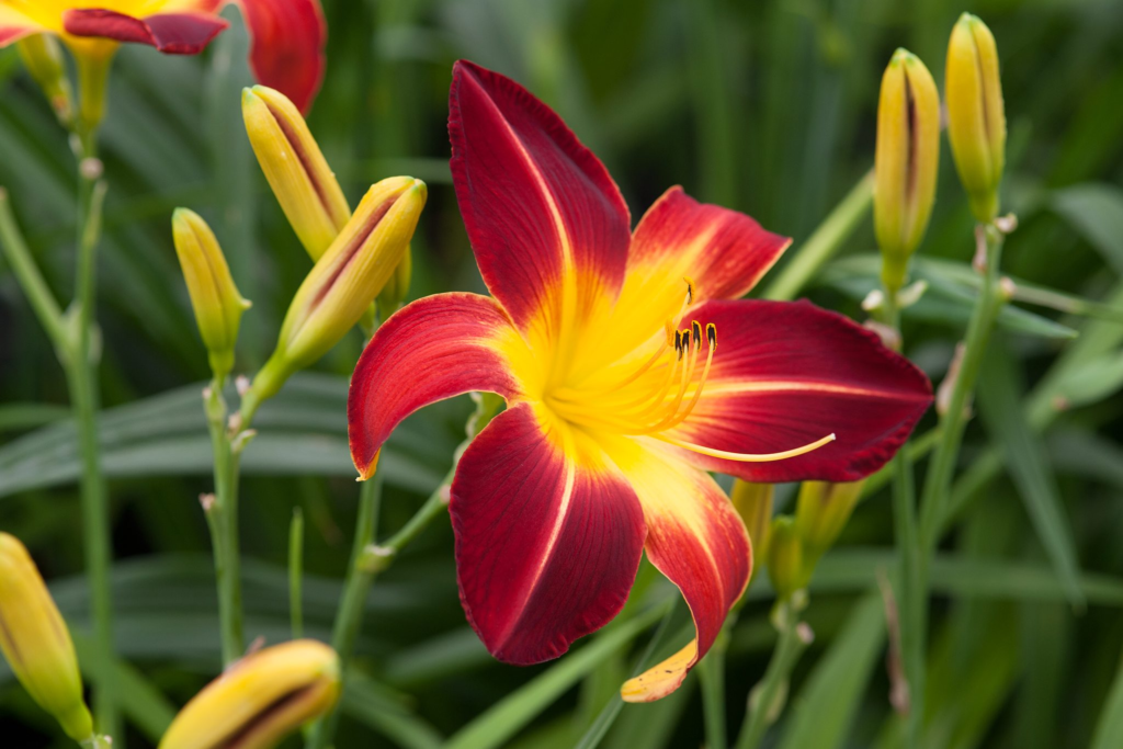 20 Beautiful Pink Perennials That Add Color to Your Garden Every Year