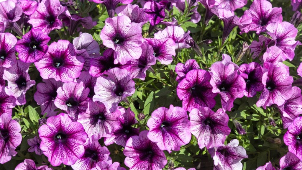 18 Beautiful Flowers That Bloom Even More the More You Snip Them