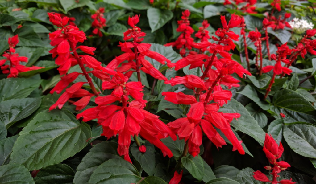 18 Beautiful Flowers That Bloom Even More the More You Snip Them