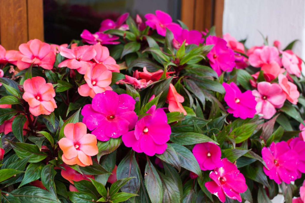 18 Beautiful Flowers That Bloom Even More the More You Snip Them