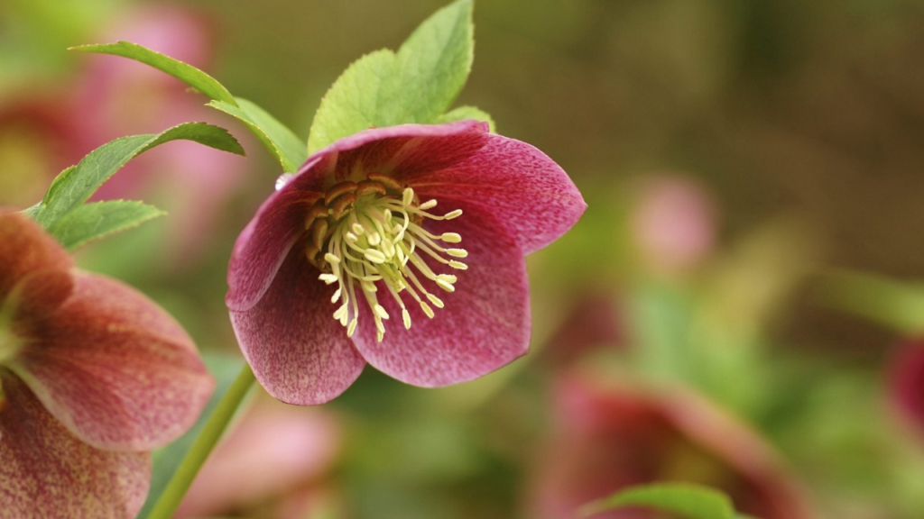 19 Gorgeous Long-Blooming Perennials to Make Your Garden Shine All Season