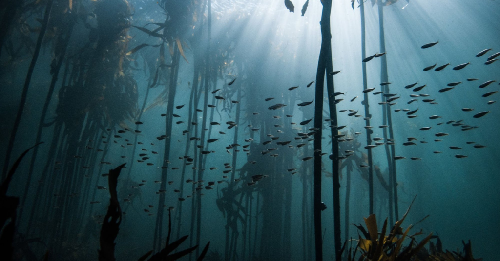 What Free Diving in a Kelp Forest Revealed About Earth’s Most Overlooked Ecosystem?