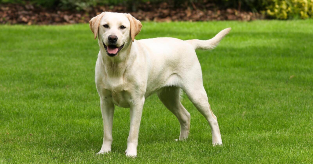 19 Rescue Dog Breeds That Thrive When Given a Second Chance at Life