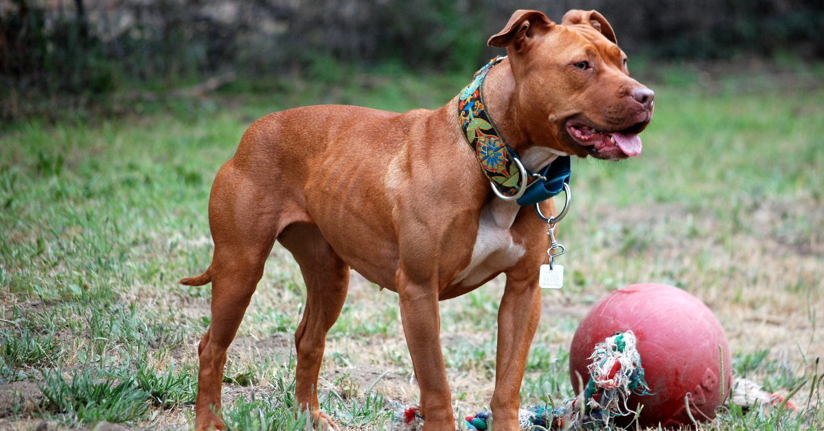 19 Rescue Dog Breeds That Thrive When Given a Second Chance at Life